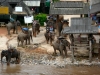 karen-ruammit-village-elephants-1