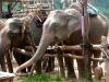 karen-ruammit-village-elephants-4