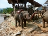 karen-ruammit-village-elephants-6