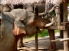 karen-ruammit-village-elephants-9