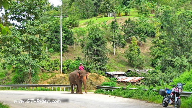 The Samoeng loop is the most popular half day mororcycle ride from Chiang Mai; & you can often see elephants along the way.