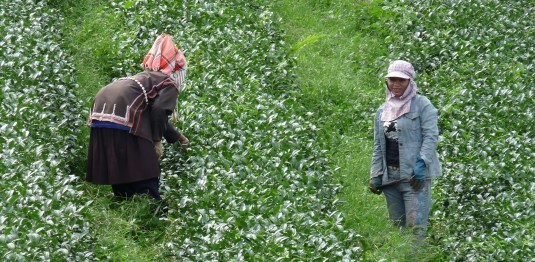 Akha ladies picking High Mountain tea at Doi Mae Salong... high-mountain-oolong-tea-1