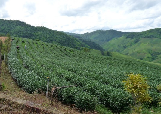 High Mountain Oolong Tea Production - Doi Mae Salong, Thailand Oolong Tea Plantation - Doi Mae Salong